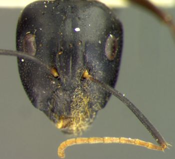 Media type: image; Entomology 26113   Aspect: head frontal view